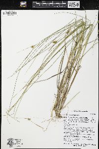 Carex oligosperma image
