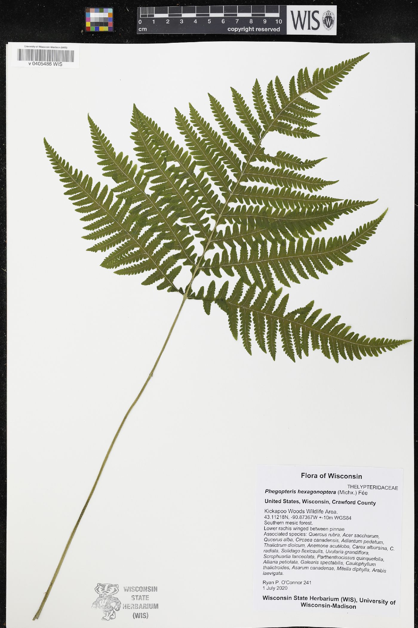 Phegopteris hexagonoptera image