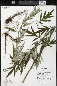 Artemisia vulgaris image