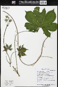 Humulus japonicus image