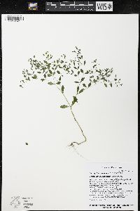 Paronychia canadensis image