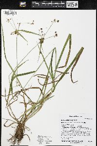 Scirpus hattorianus image