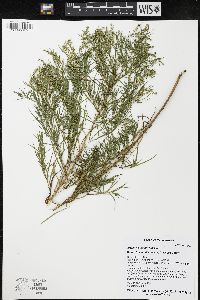 Artemisia dracunculus image