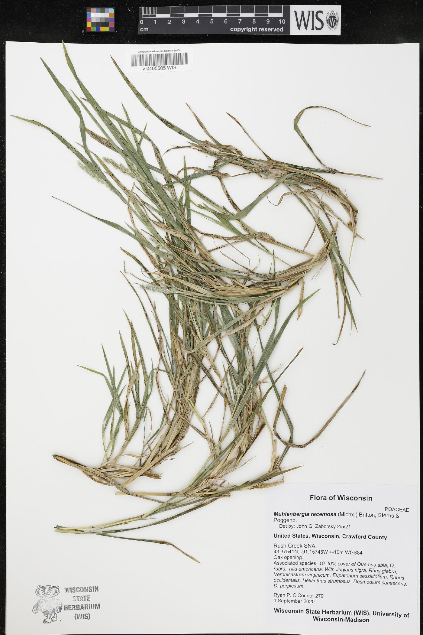 Muhlenbergia racemosa image