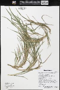 Muhlenbergia racemosa image