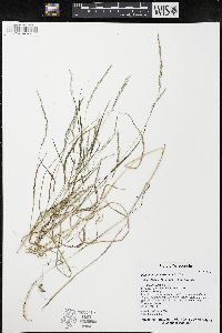 Muhlenbergia mexicana image