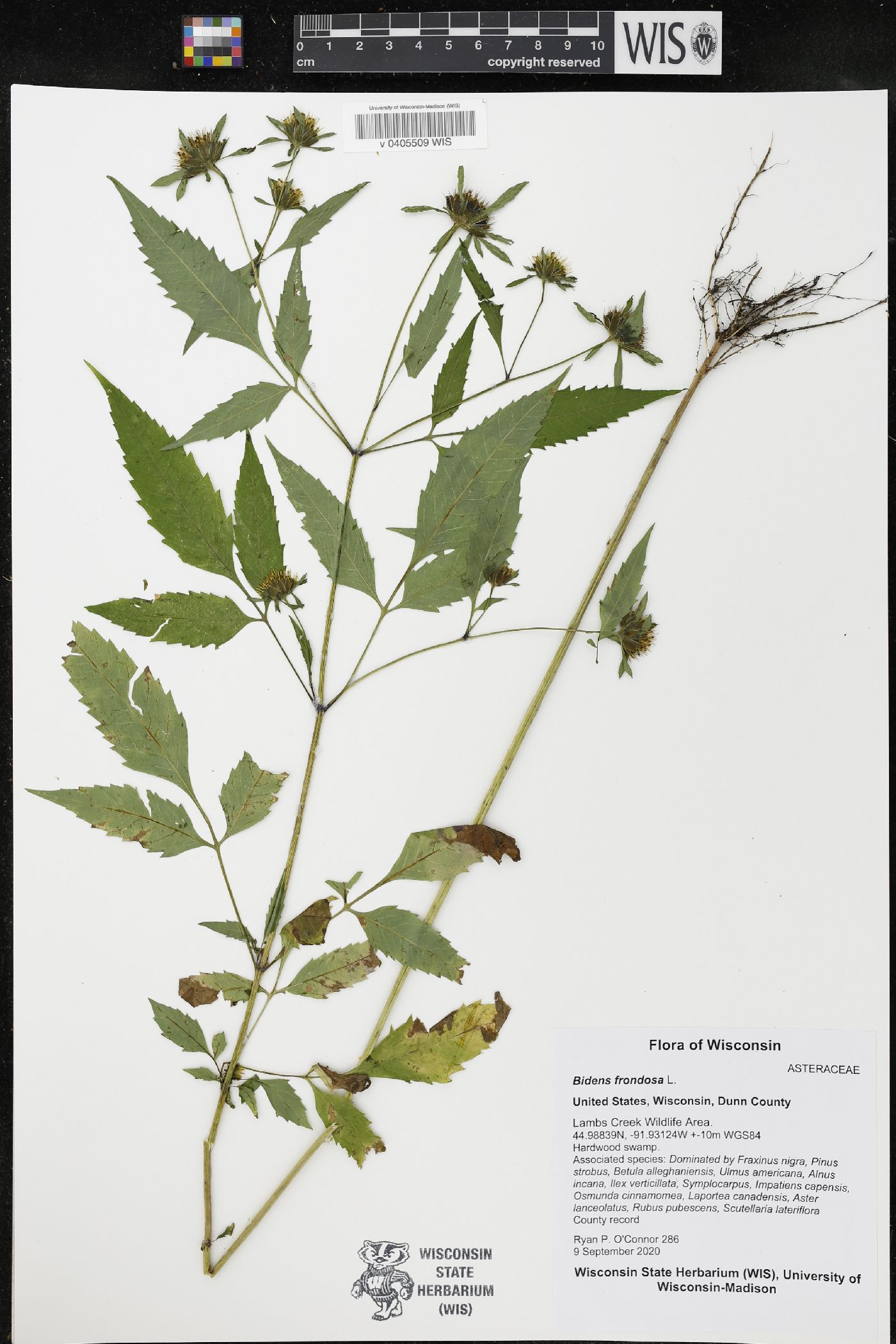 Bidens frondosa image
