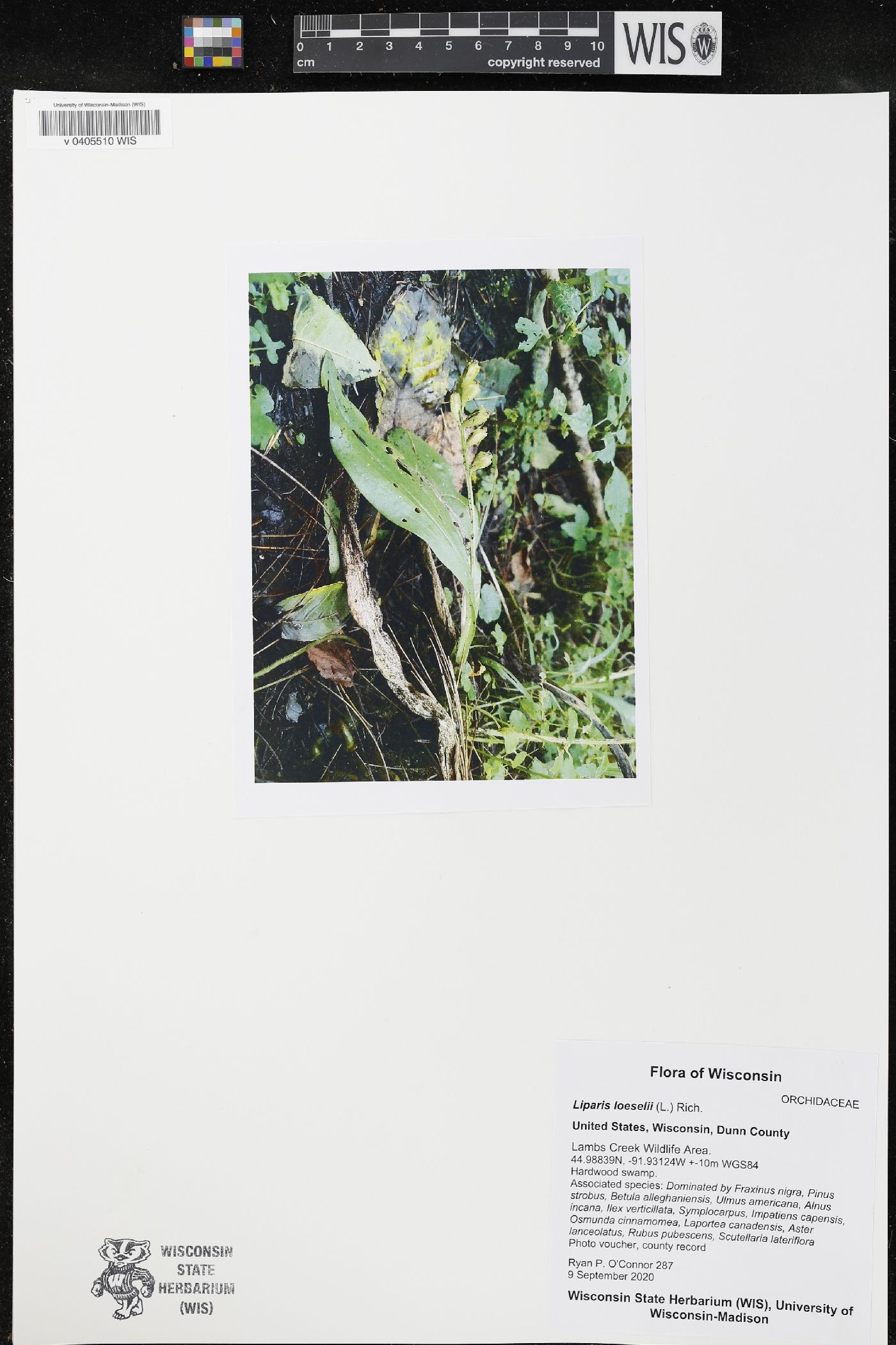 Liparis loeselii image