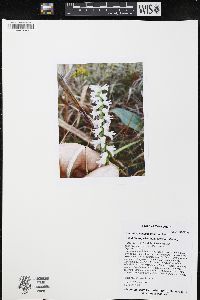 Spiranthes magnicamporum image