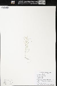 Potamogeton spirillus image