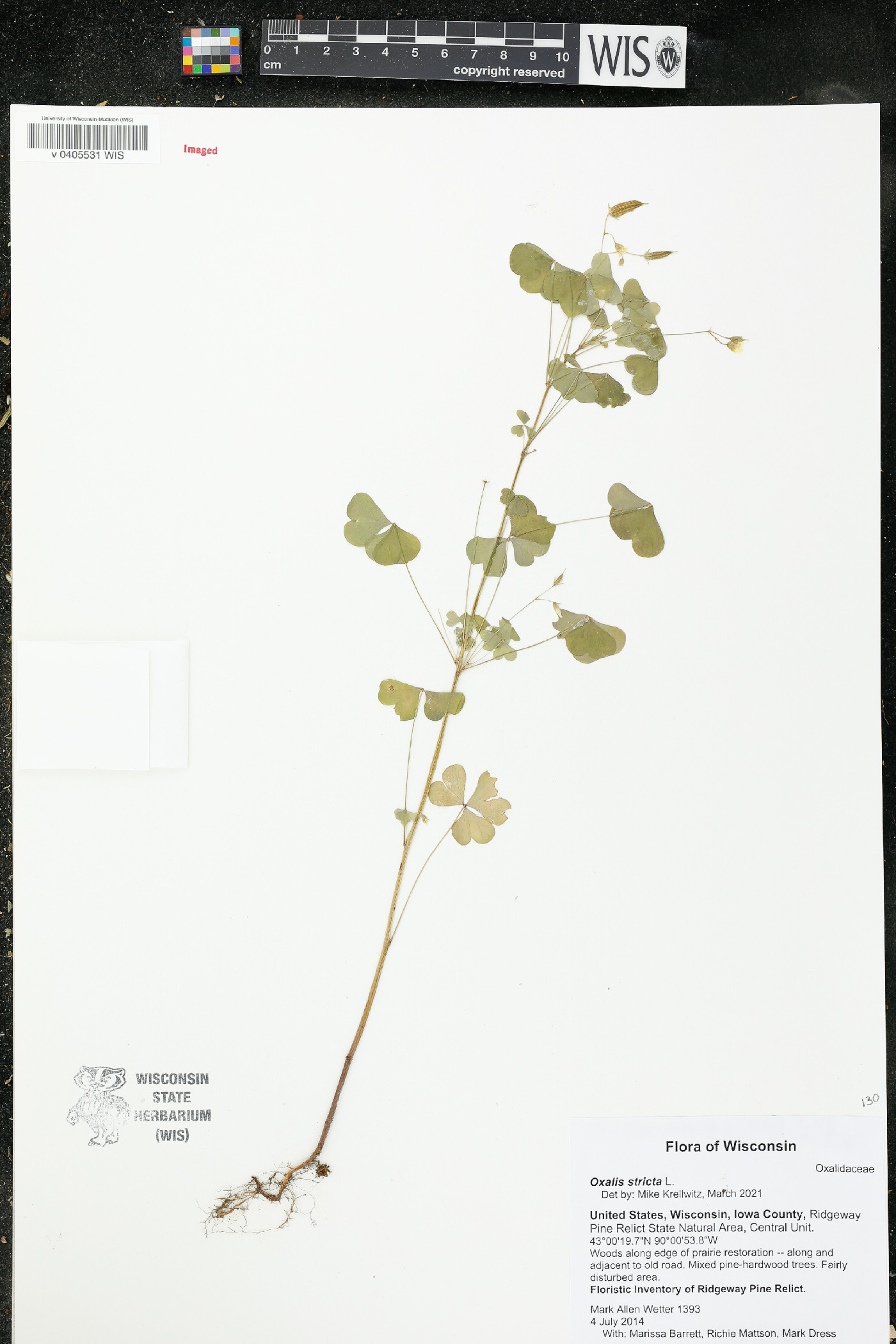 Oxalis stricta image