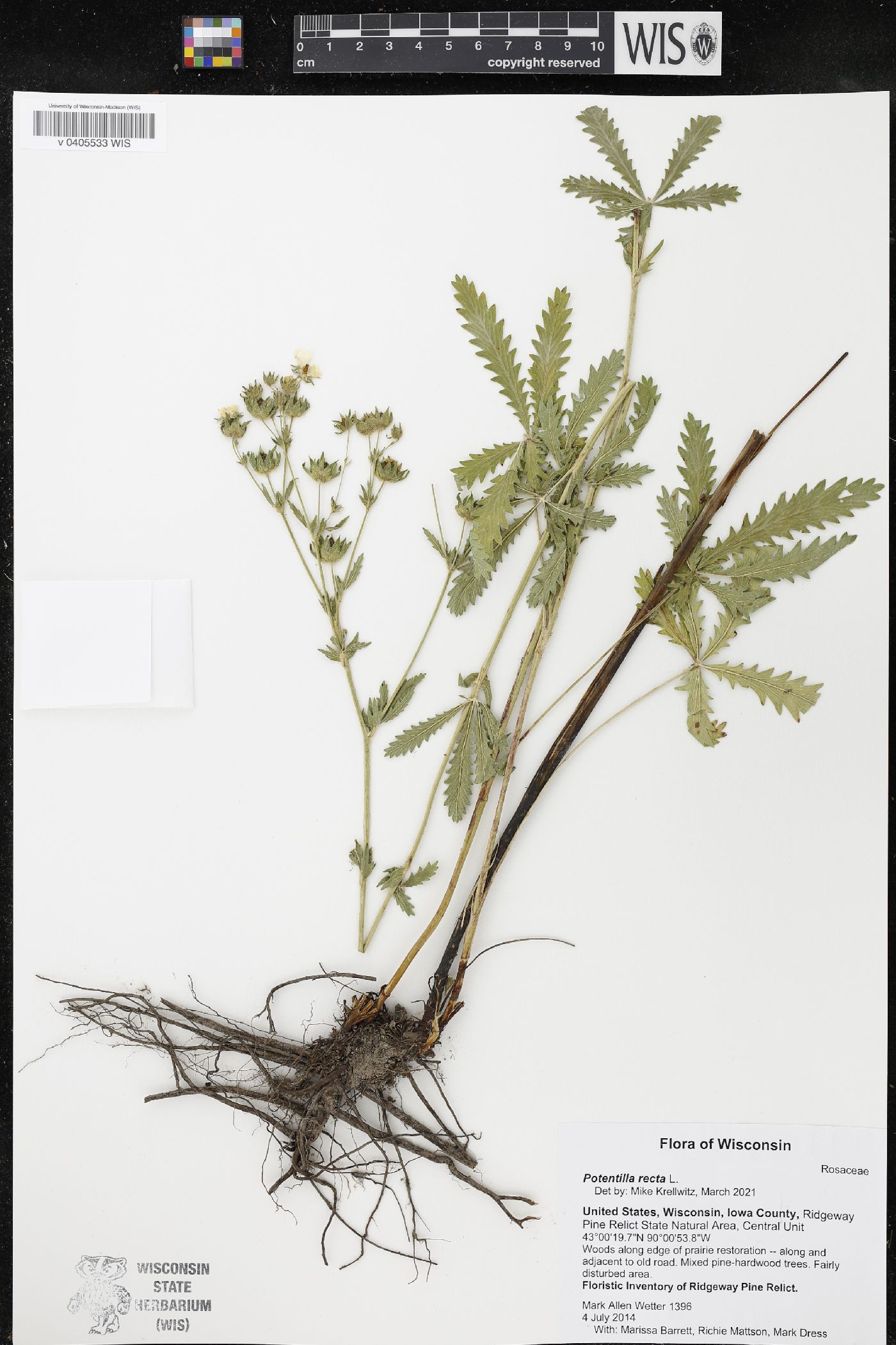 Potentilla recta image