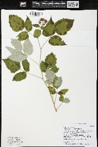 Rubus occidentalis image