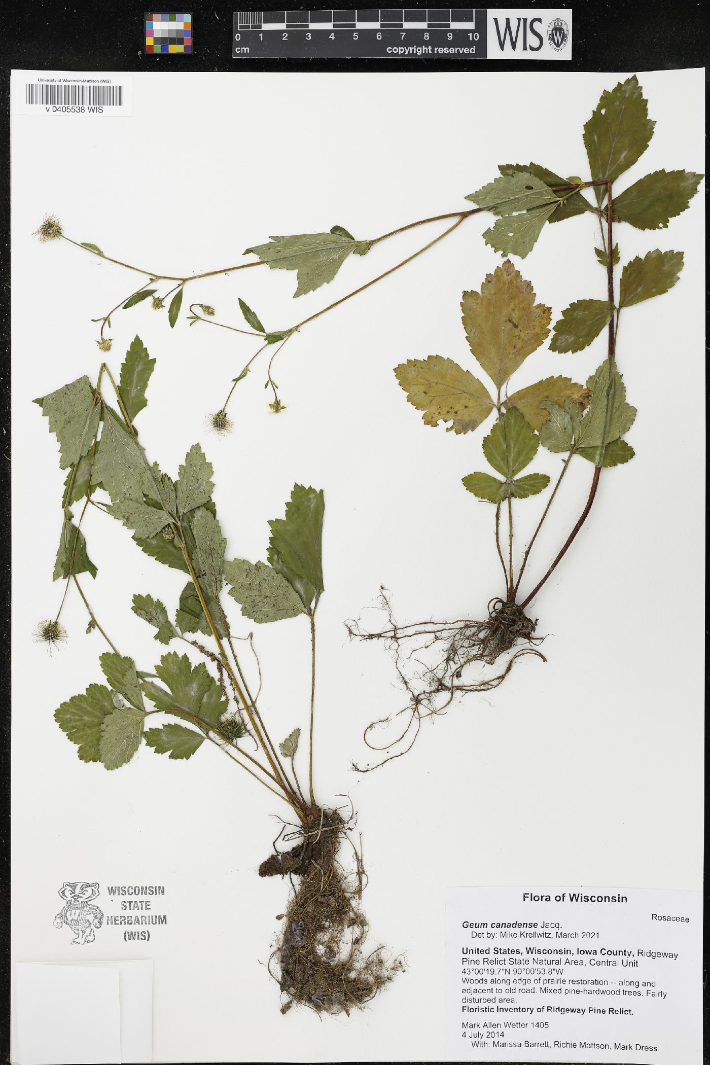 Geum canadense image