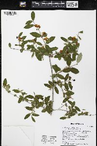 Lonicera morrowii image