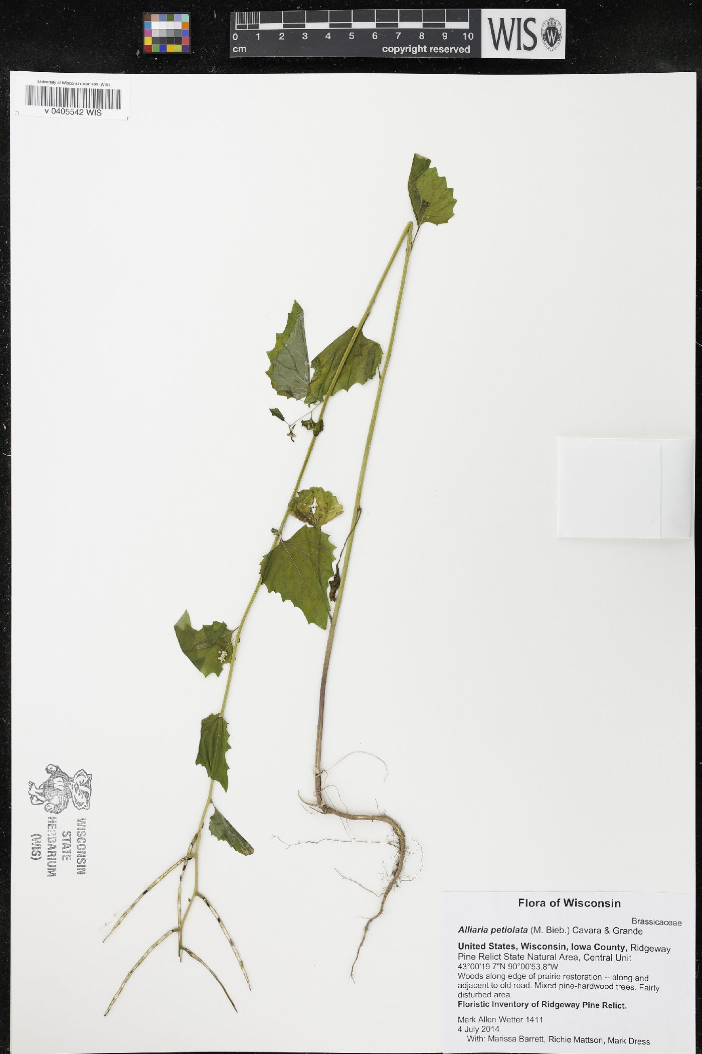 Alliaria petiolata image