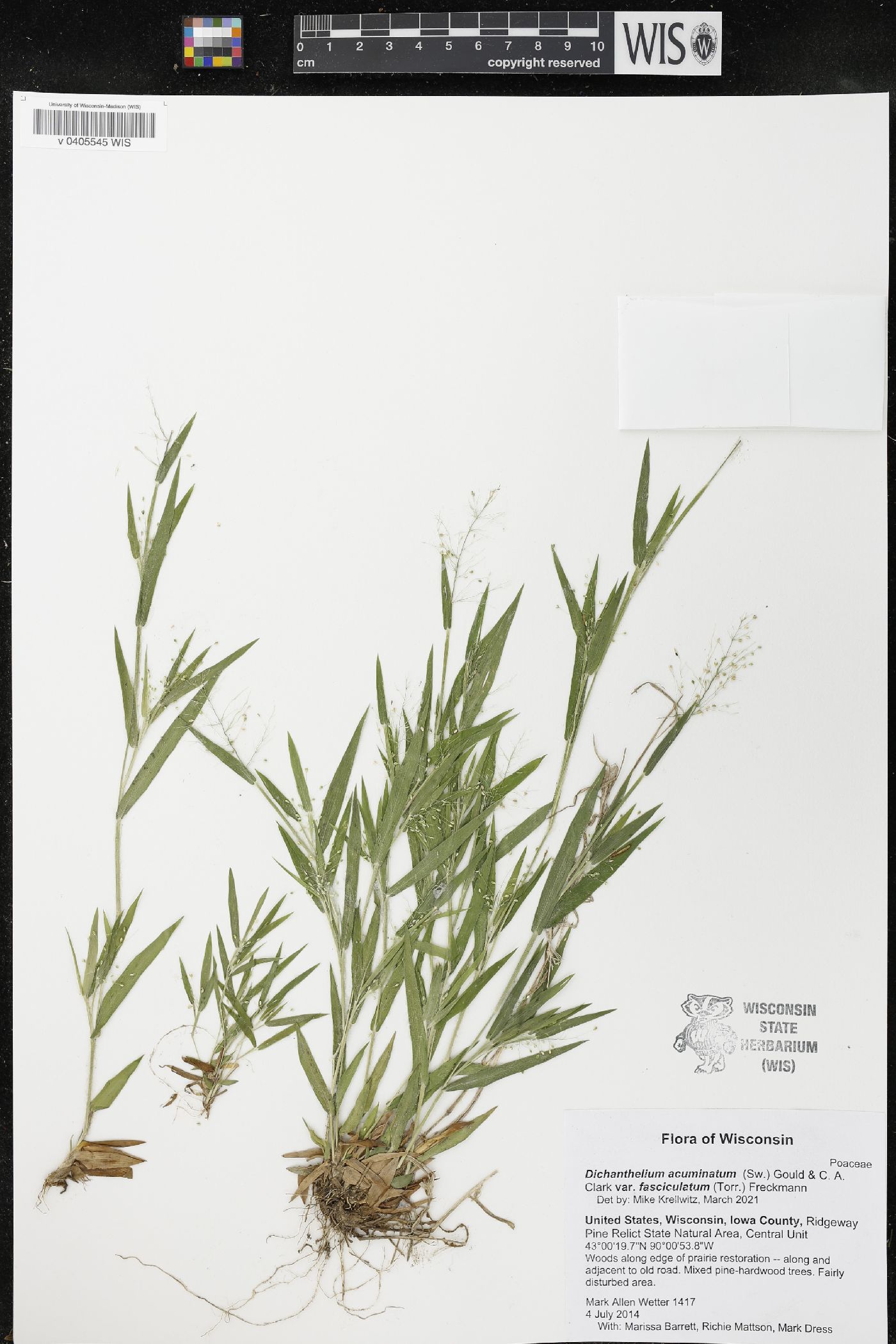 Dichanthelium acuminatum var. fasciculatum image