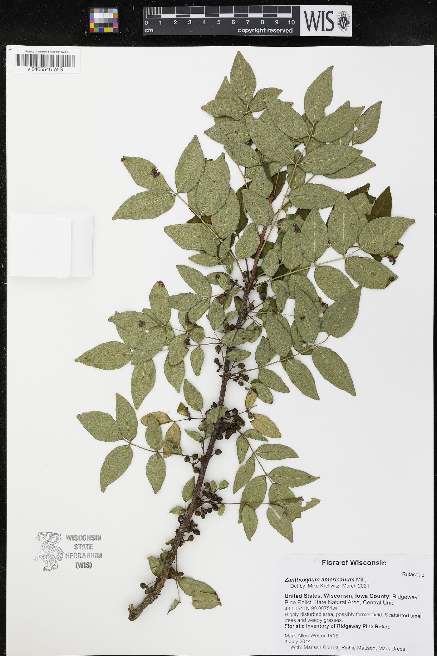 Zanthoxylum americanum image