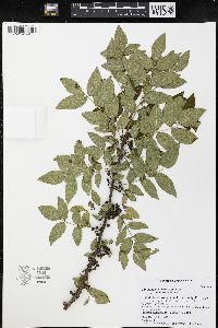 Zanthoxylum americanum image