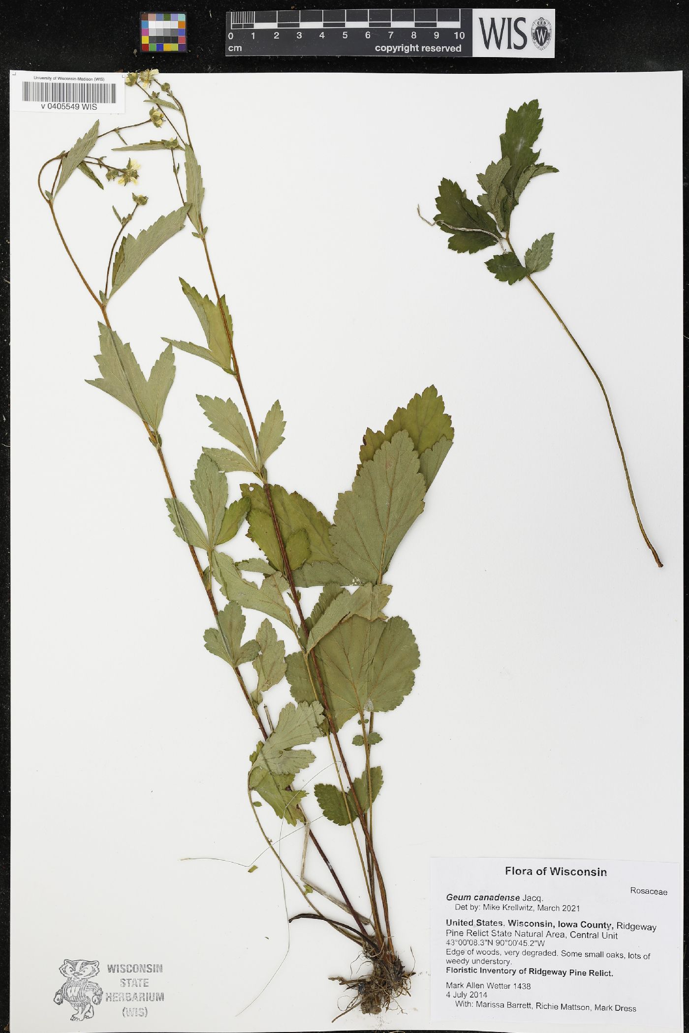 Geum canadense image
