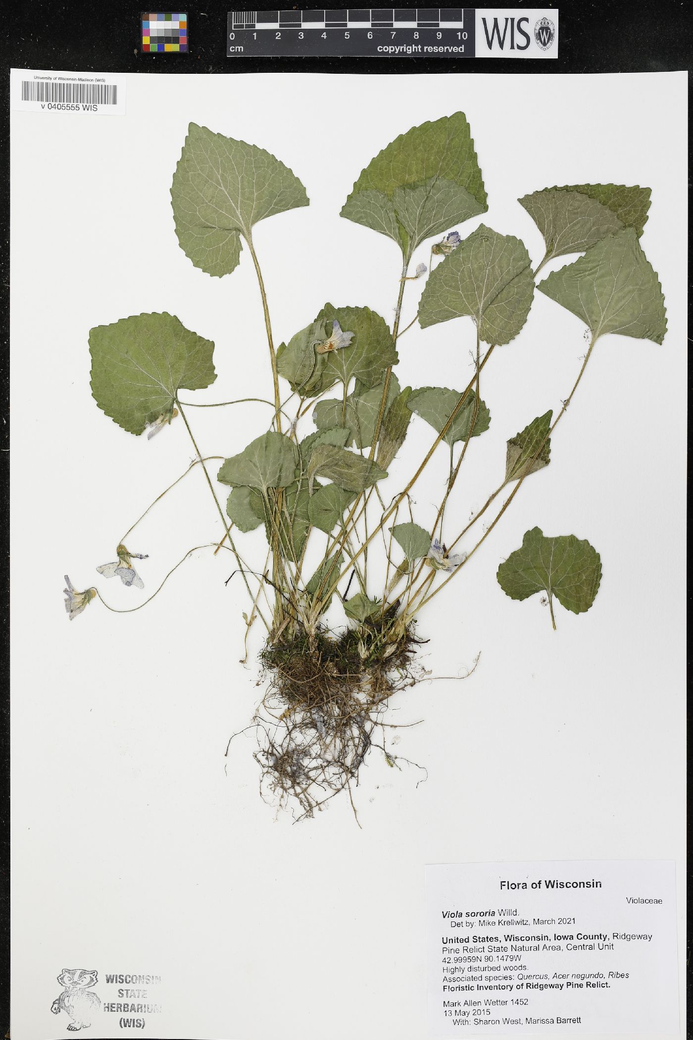 Viola sororia image