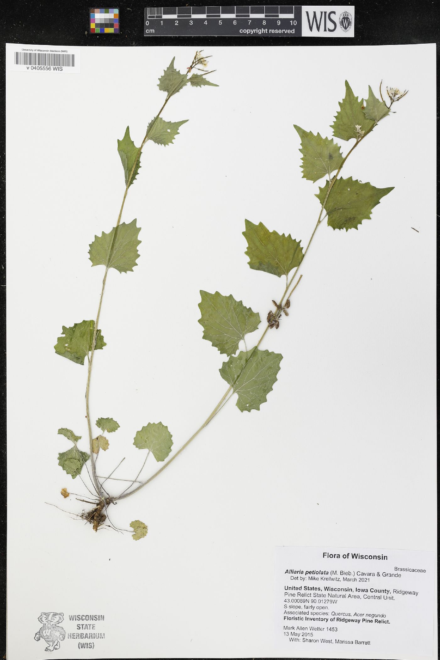 Alliaria petiolata image