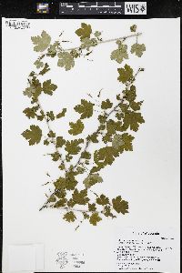 Ribes missouriense image