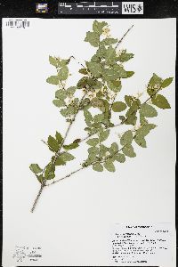 Lonicera morrowii image