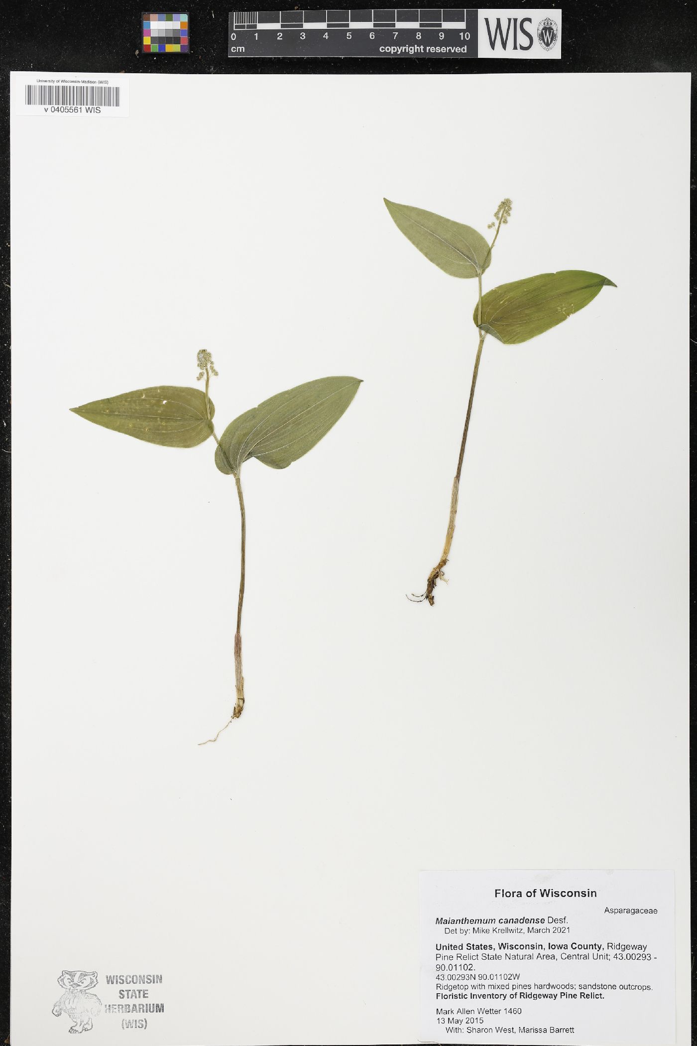 Maianthemum canadense image