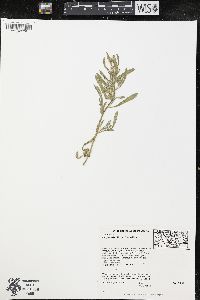Heterotheca villosa var. villosa image