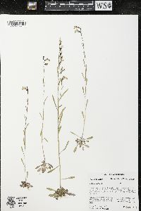 Lobelia kalmii image