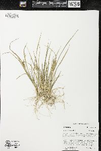 Carex viridula image