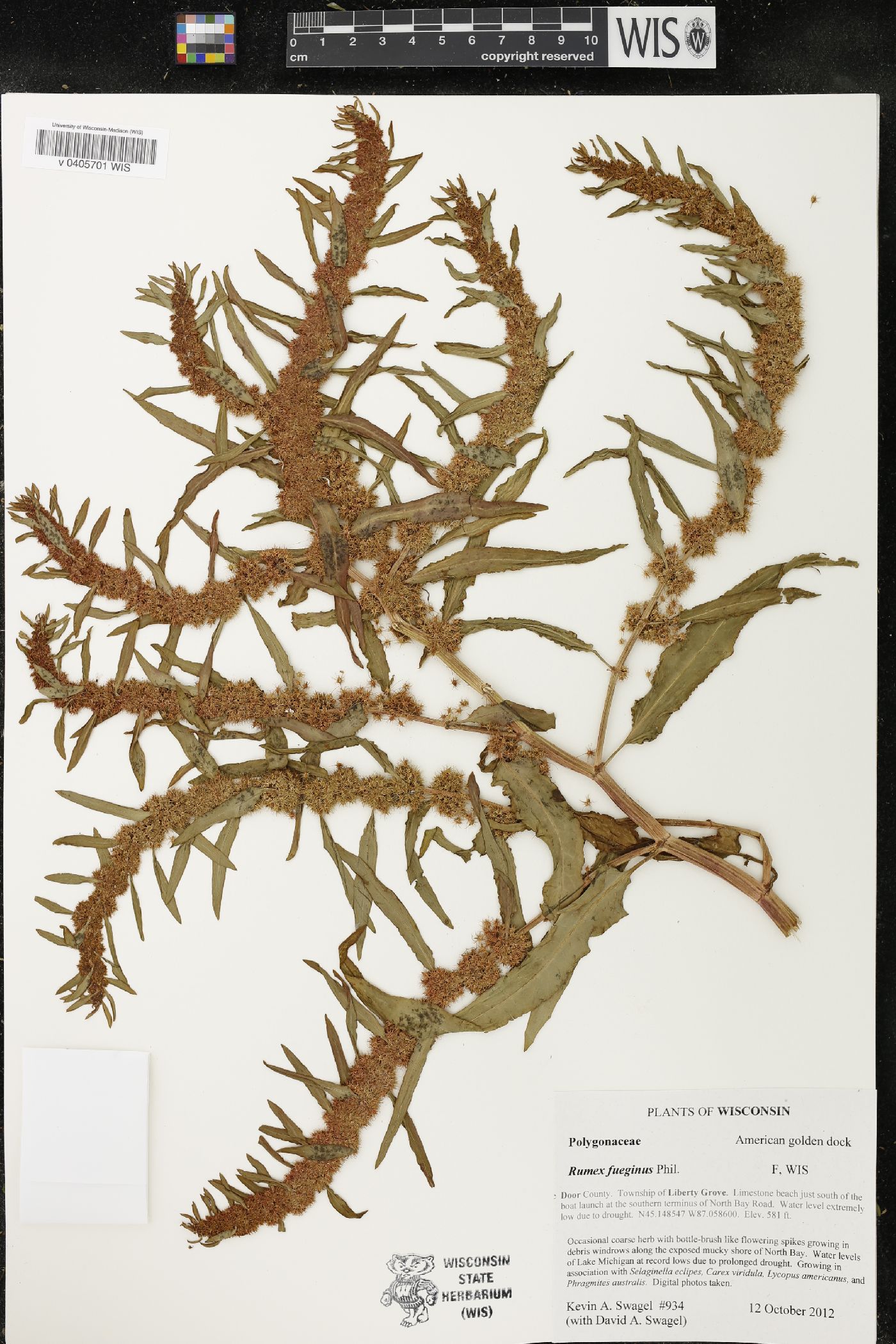 Rumex fueginus image