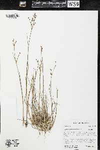 Juncus alpinoarticulatus image