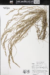 Muhlenbergia mexicana image