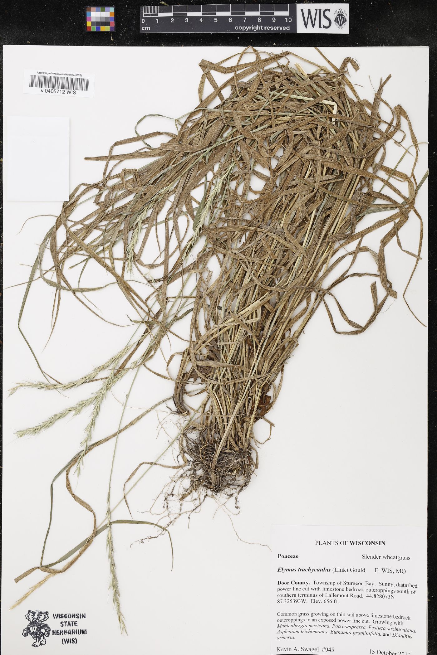 Elymus trachycaulus image