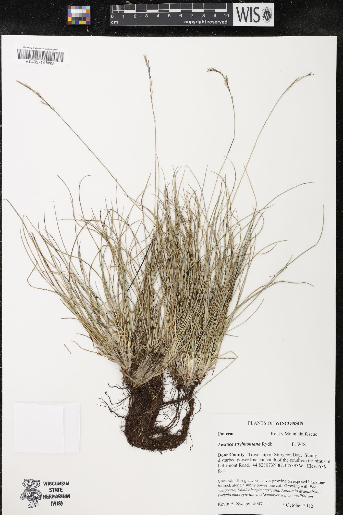 Festuca saximontana image