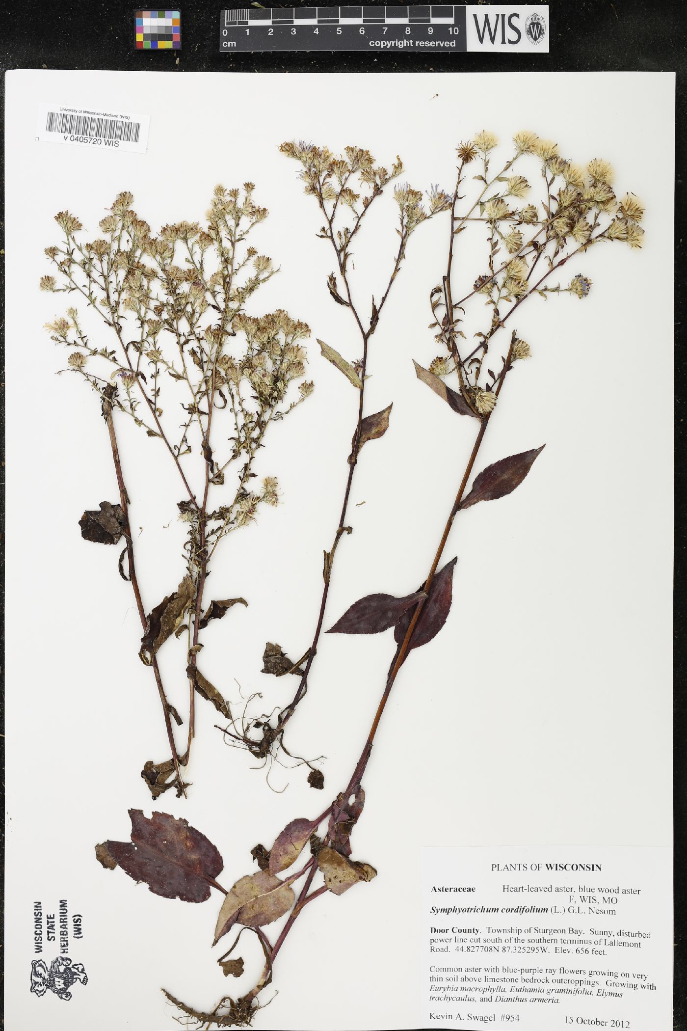 Symphyotrichum cordifolium image