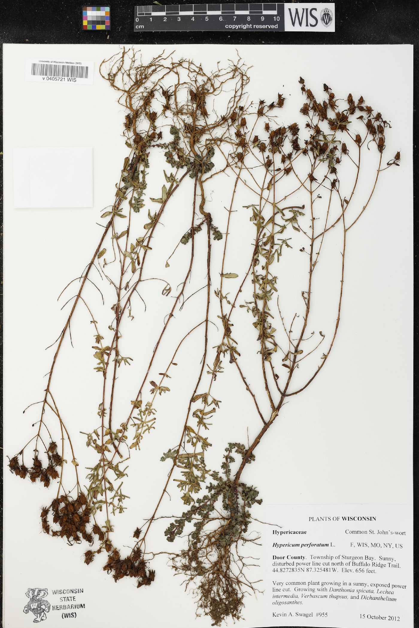 Hypericum perforatum image