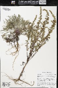 Artemisia campestris image