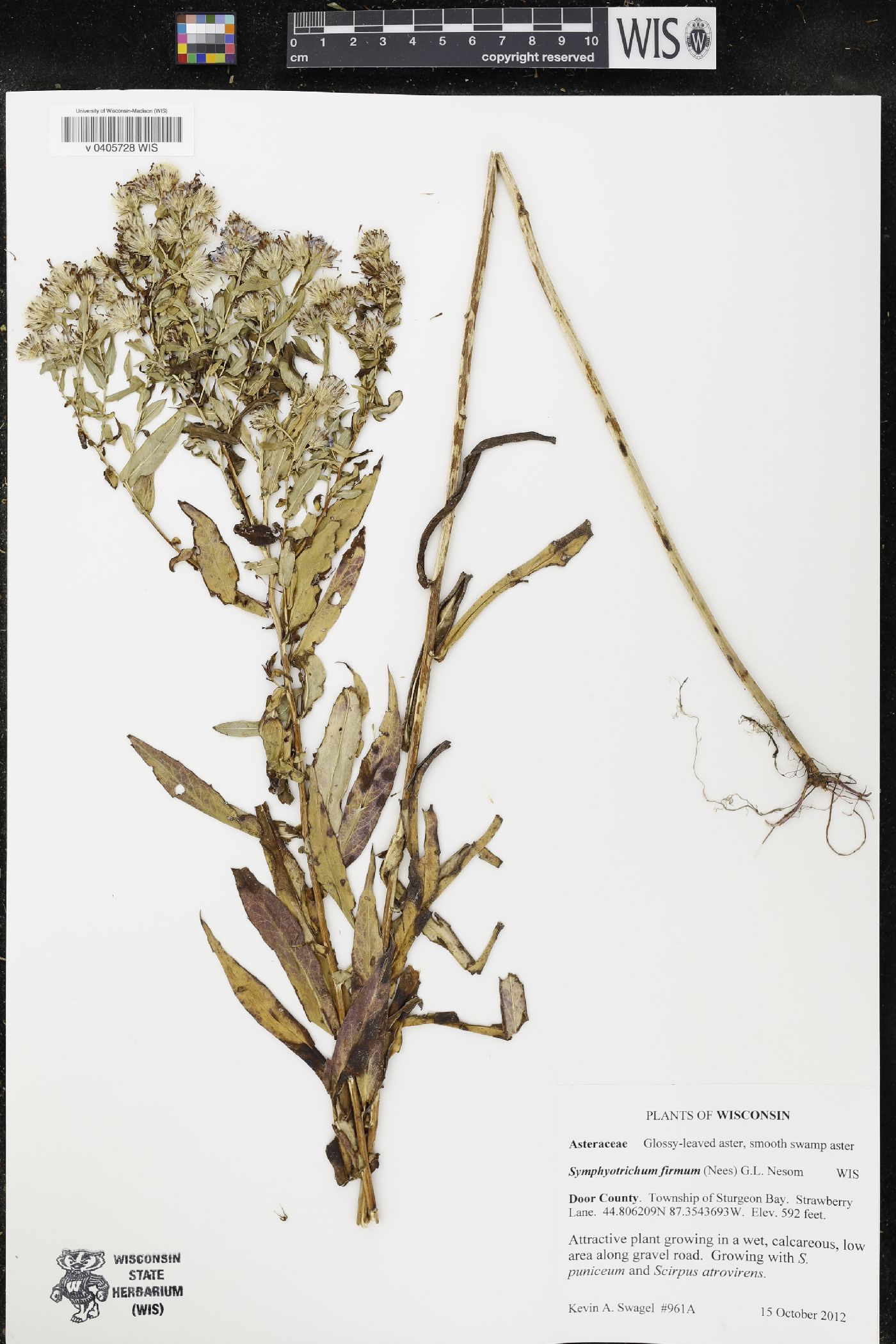 Symphyotrichum firmum image