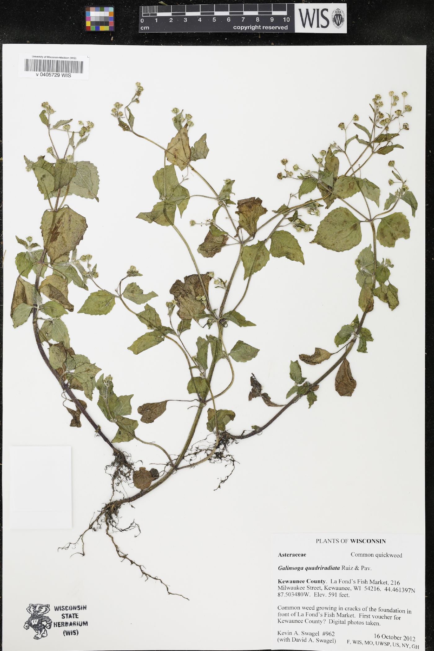 Galinsoga quadriradiata image