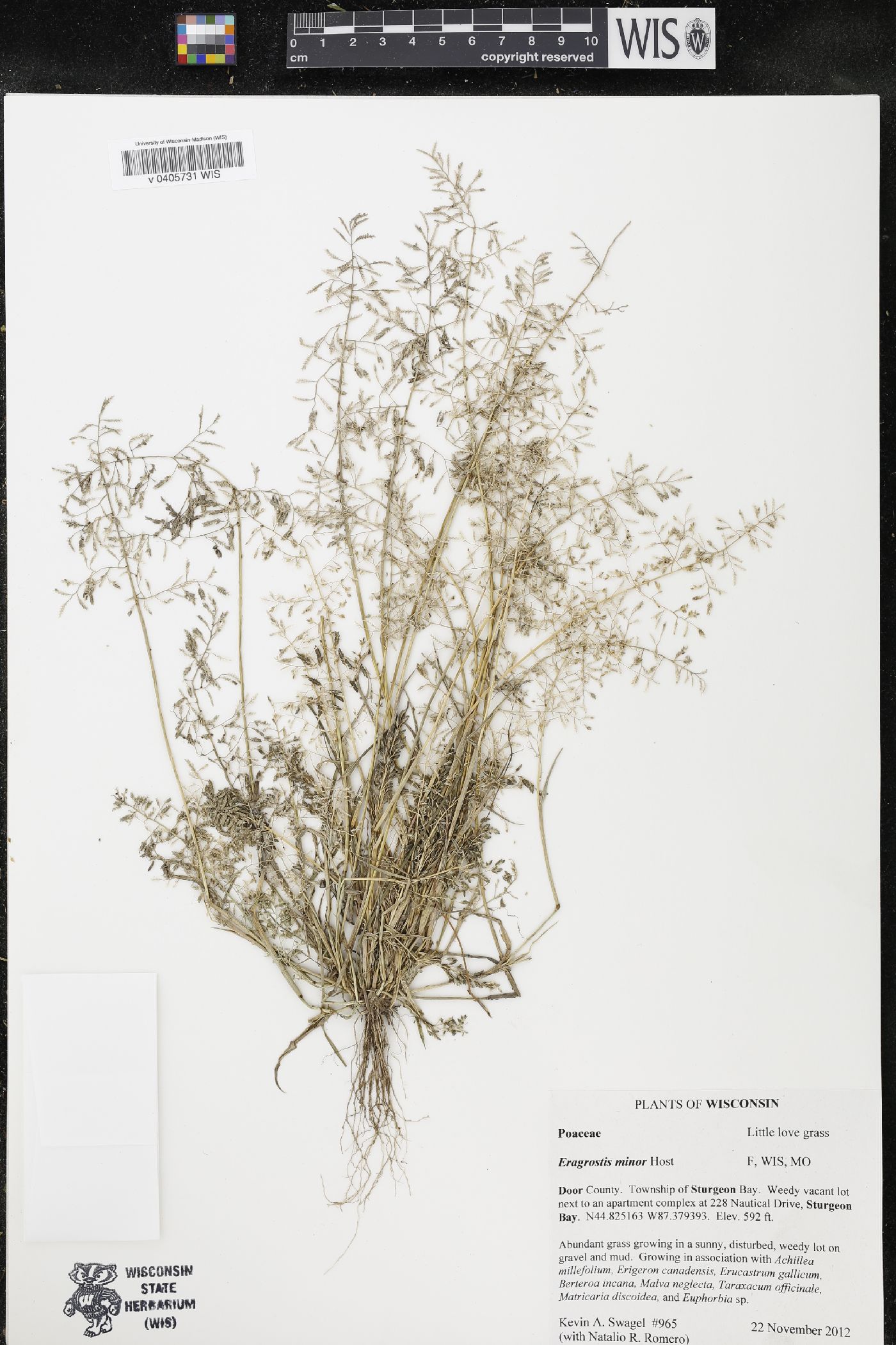 Eragrostis minor image