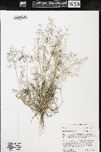 Eragrostis minor image