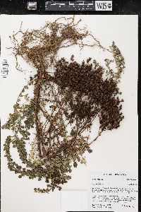 Image of Hypericum