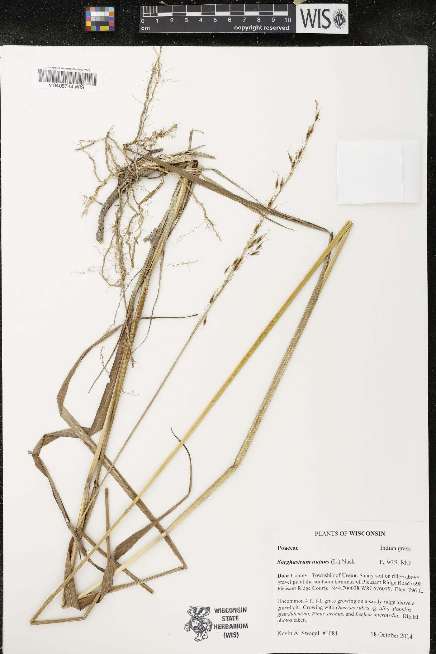 Sorghastrum nutans image