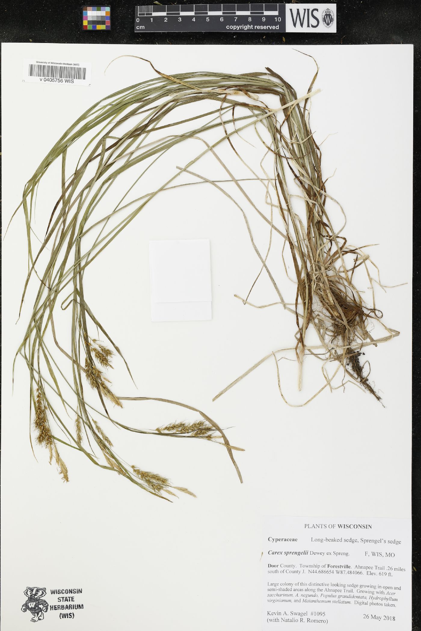 Carex sprengelii image
