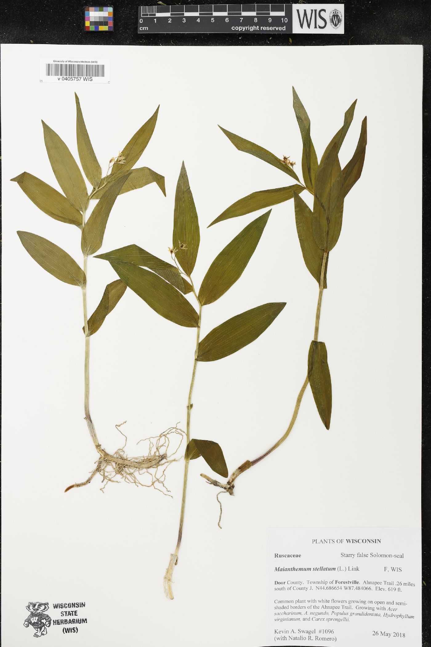 Maianthemum stellatum image