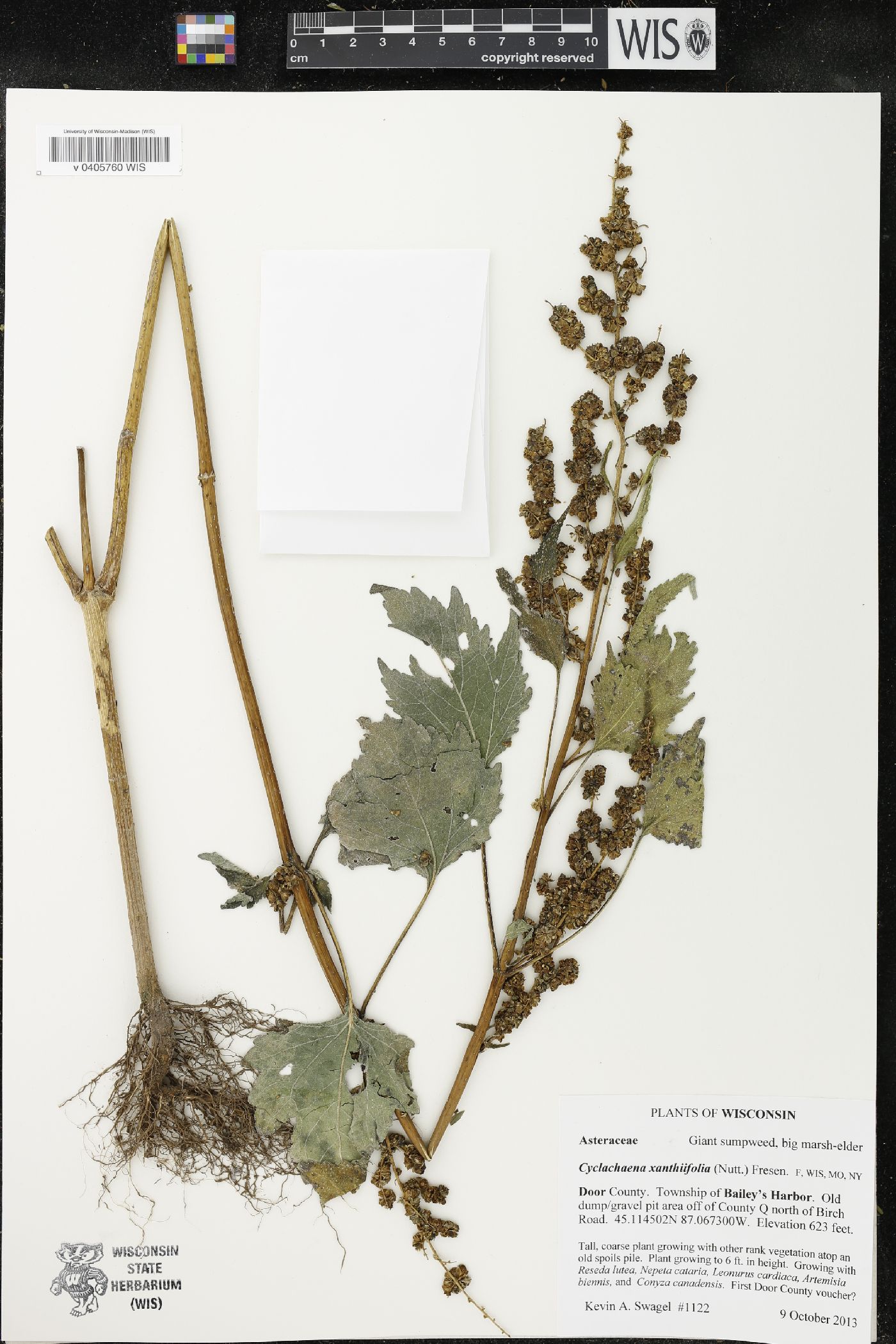 Cyclachaena xanthiifolia image