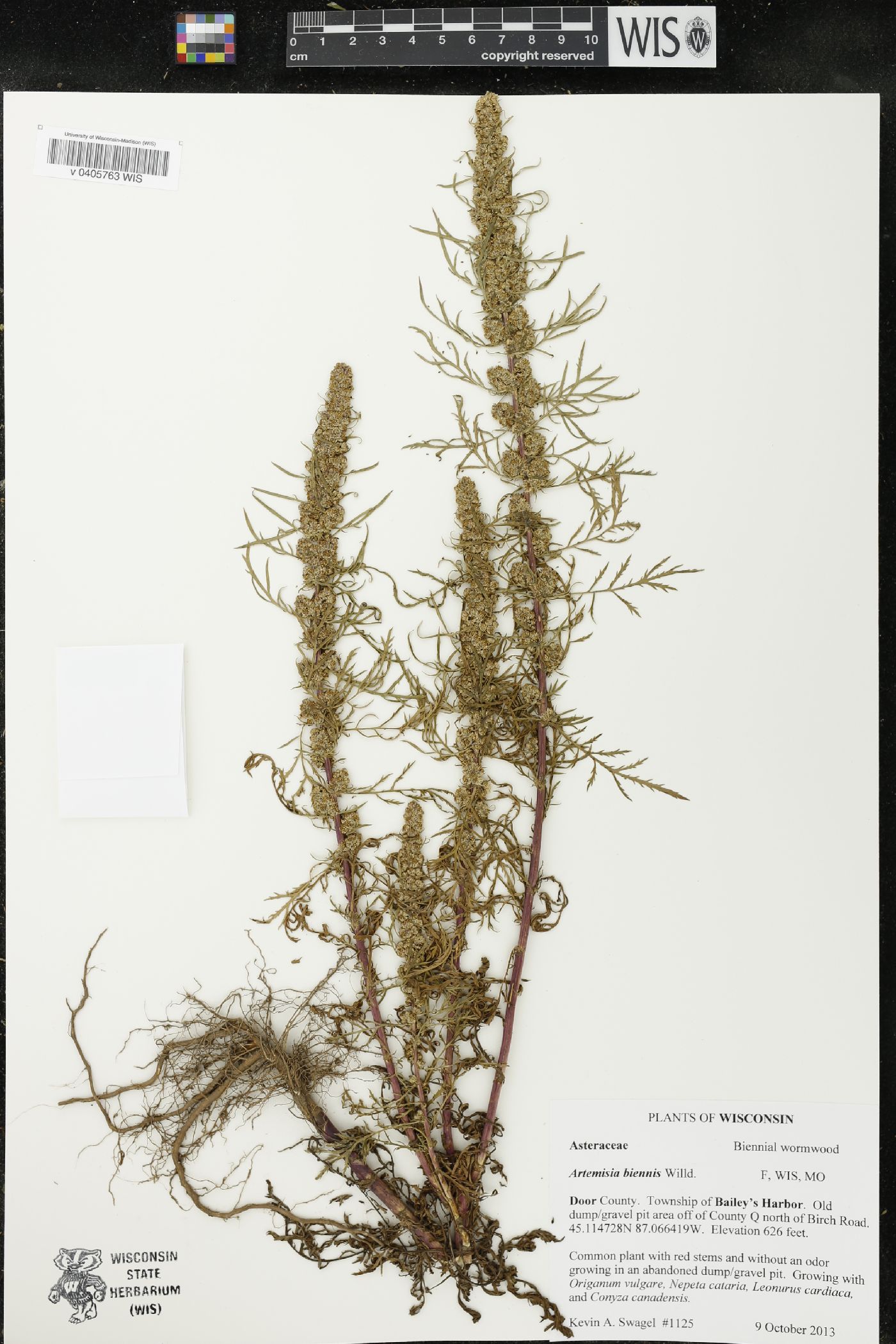 Artemisia biennis image